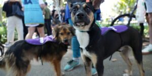 Perros y gatos buscan hogar este sábado en la Ciudad