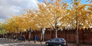 Calendario natural del otoño en la Ciudad de Buenos Aires