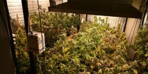 Hallaron 52 plantas de marihuana durante un allanamiento en Parque Chacabuco